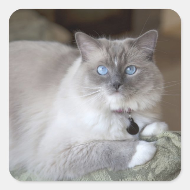 Pegatina Cuadrada Gata Ragdoll hembra (Anverso)