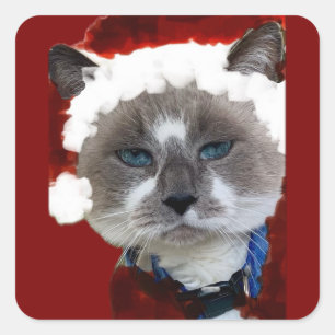 Pegatina Cuadrada Gata Santa Garras Navidad Maureen Girard Ojo Azul