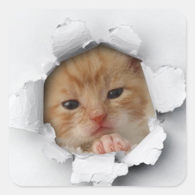 Pegatina Cuadrada Gatito (Anverso)