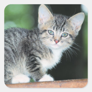 Pegatina Cuadrada Gatito