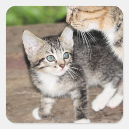 Pegatina Cuadrada Gatito