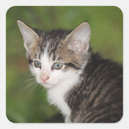 Pegatina Cuadrada Gatito