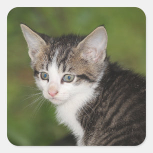 Pegatina Cuadrada Gatito