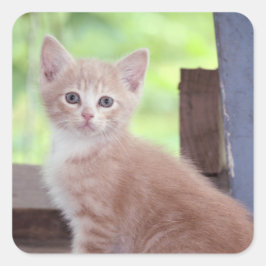 Pegatina Cuadrada Gatito