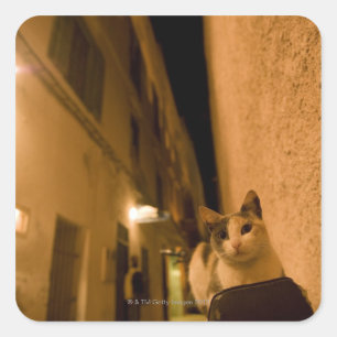 Pegatina Cuadrada Gatito al atardecer, Marruecos