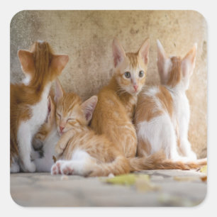 Pegatina Cuadrada Gatito atigrado naranja y blanco/Agrega la foto de