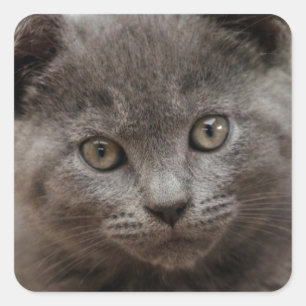 Pegatina Cuadrada Gatito azul ruso