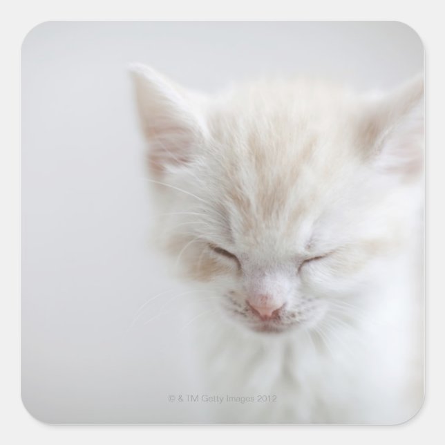 Pegatina Cuadrada Gatito blanco durmiendo (Anverso)