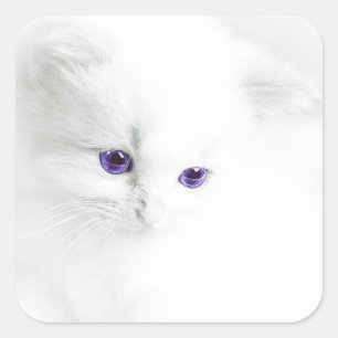 Pegatina Cuadrada Gatito blanco suave con ojos morados