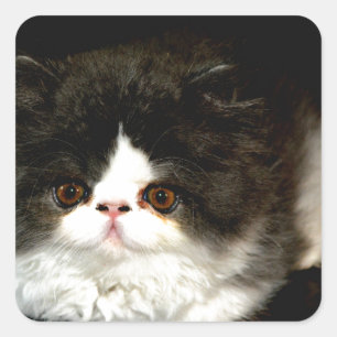 Pegatina Cuadrada Gatito blanco y negro