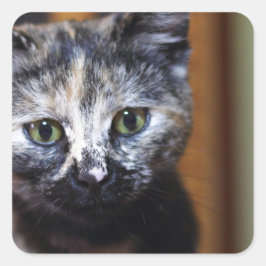 Pegatina Cuadrada Gatito blanco y negro