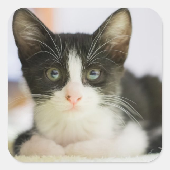 Pegatina Cuadrada Gatito Blanco Y Negro Dulce (Anverso)