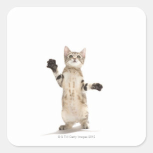 Pegatina Cuadrada Gatito con fondo blanco