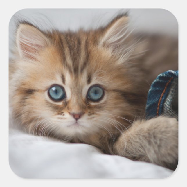 Pegatina Cuadrada Gatito Con Ojos Azules (Anverso)
