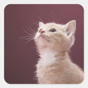 Pegatina Cuadrada Gatito con Whiskers