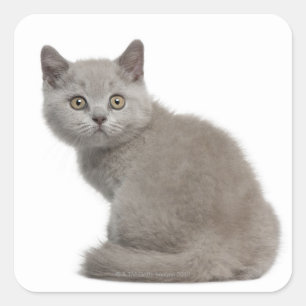 Pegatina Cuadrada Gatito de Shorthair británico (10 semanas de edad)