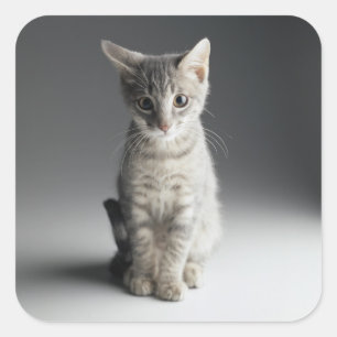 Pegatina Cuadrada Gatito de Tabby Azul