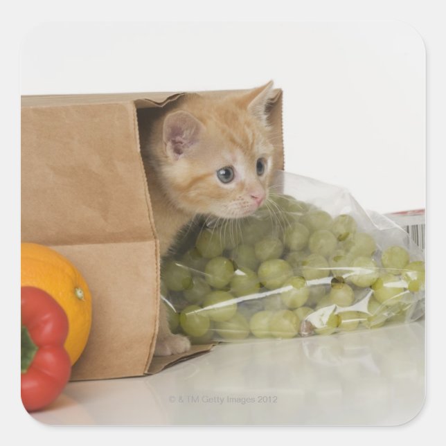 Pegatina Cuadrada Gatito dentro de la bolsa de compras (Anverso)