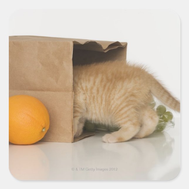 Pegatina Cuadrada Gatito dentro de la bolsa de compras (Anverso)