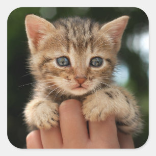 Pegatina Cuadrada Gatito dulce