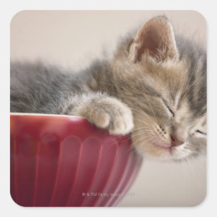 Pegatina Cuadrada Gatito durmiendo en el intestino
