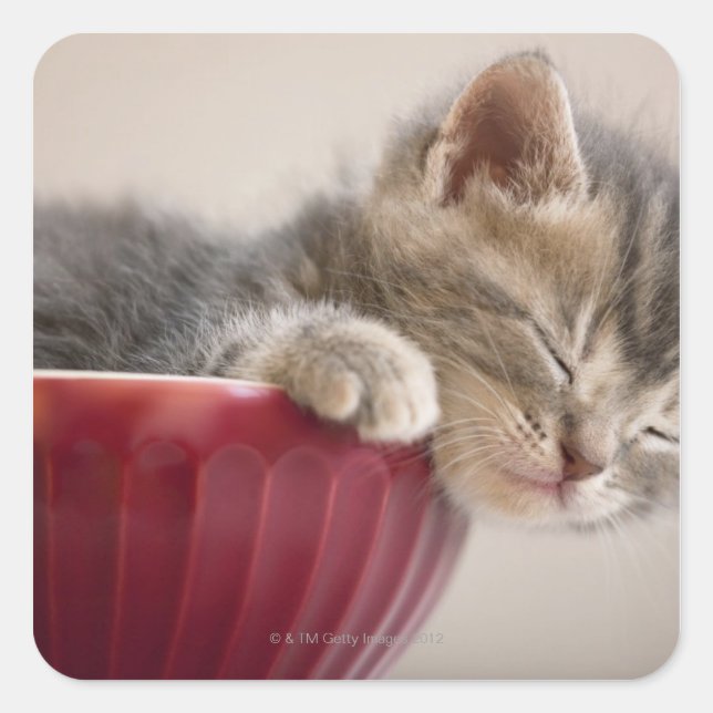 Pegatina Cuadrada Gatito durmiendo en el intestino (Anverso)
