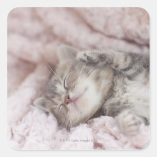Pegatina Cuadrada Gatito durmiendo en la toalla