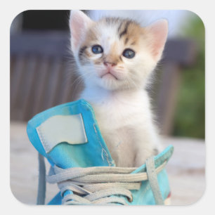 Pegatina Cuadrada Gatito en un zapato