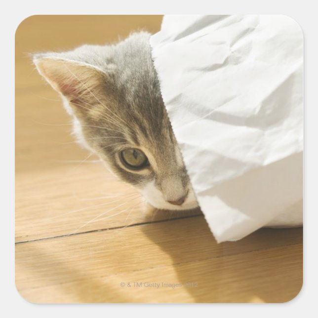 Pegatina Cuadrada Gatito escondido en una bolsa de papel (Anverso)