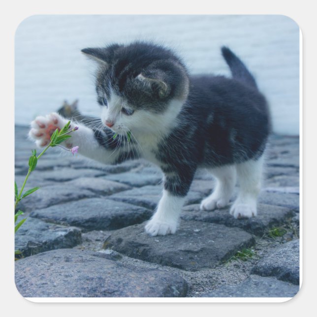 Pegatina Cuadrada Gatito juguetón (Anverso)