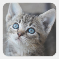 Gatito lindo en el jardín