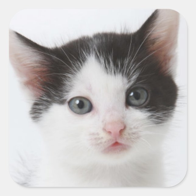 Pegatina Cuadrada Gatito negro (Anverso)