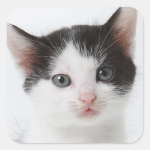 Pegatina Cuadrada Gatito negro