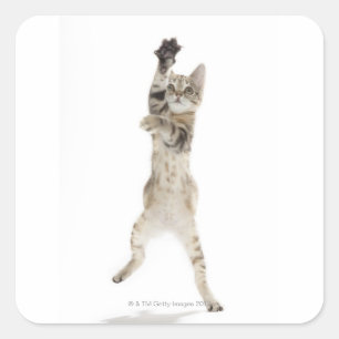 Pegatina Cuadrada Gatito parado en patas traseras