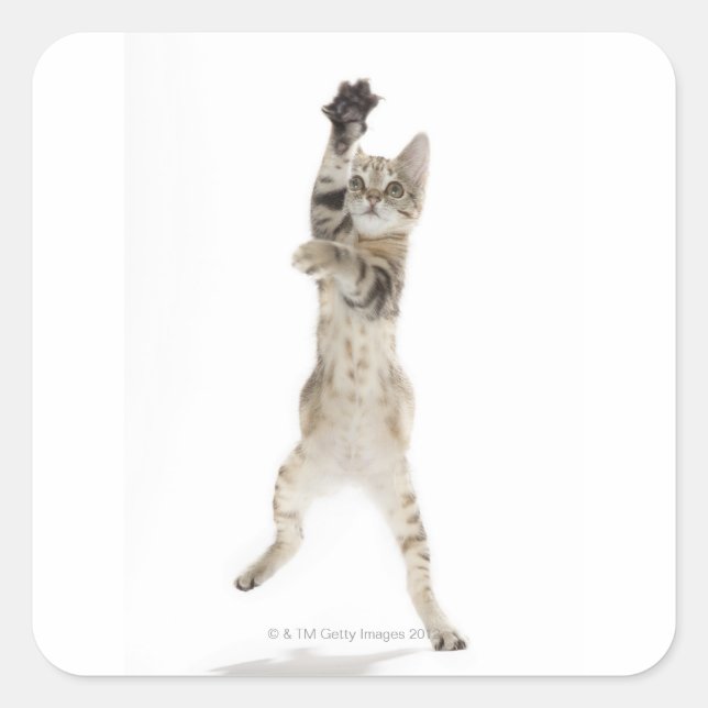 Pegatina Cuadrada Gatito parado en patas traseras (Anverso)