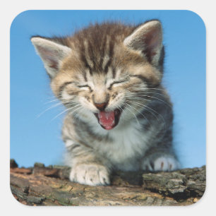 Pegatina Cuadrada Gatito pequeño en un árbol