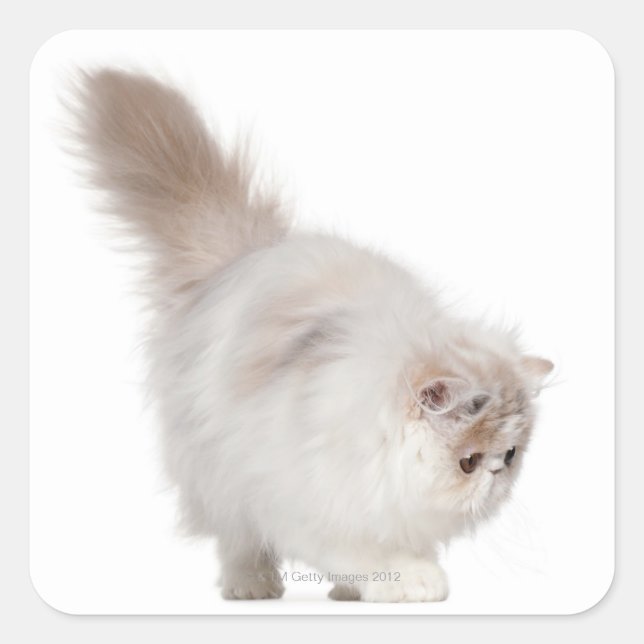 Pegatina Cuadrada Gatito persa (3 meses de edad) (Anverso)