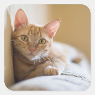 Pegatina Cuadrada Gatito que miente en el sofá