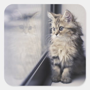 Pegatina Cuadrada Gatito que mira hacia fuera la ventana