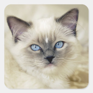 Pegatina Cuadrada Gatito Ragdoll