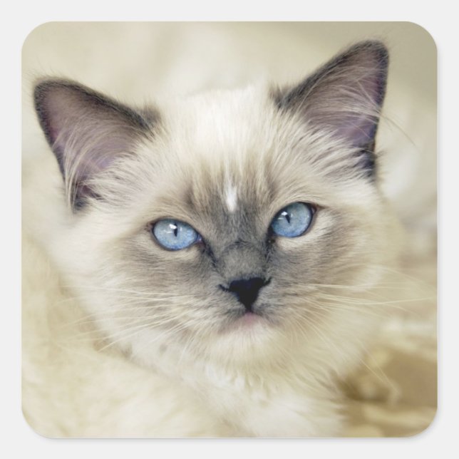 Pegatina Cuadrada Gatito Ragdoll (Anverso)