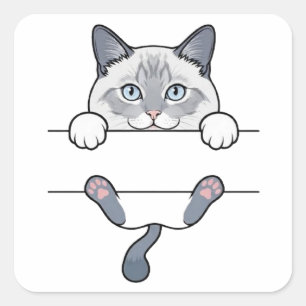 Pegatina Cuadrada Gatito siamés asomándose con patas y habichuelas r