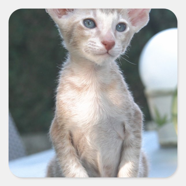 Pegatina Cuadrada Gatito siamés sobre una mesa (Anverso)