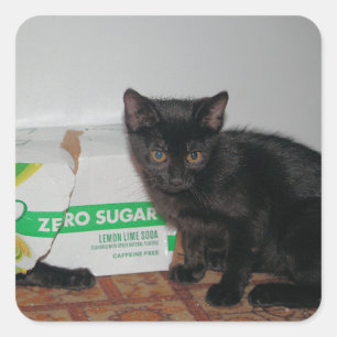 Pegatina Cuadrada Gatitos