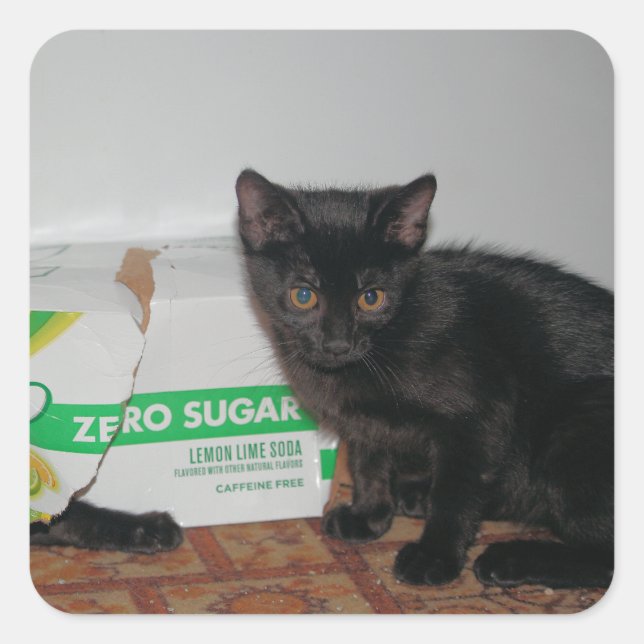 Pegatina Cuadrada Gatitos (Anverso)