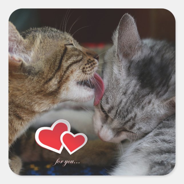 Pegatina Cuadrada Gatitos curados (Anverso)