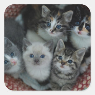 Pegatina Cuadrada Gatitos En Una Cesta