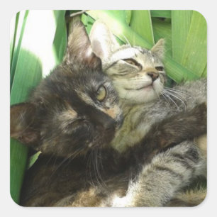 Pegatina Cuadrada Gatitos lindos acurrucándose
