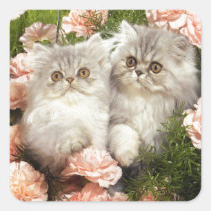 Pegatina Cuadrada Gatitos persas juegan en flores rosadas