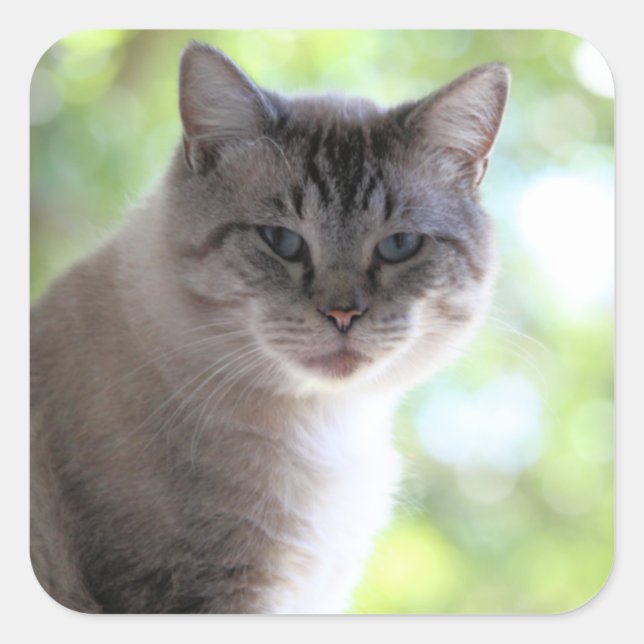 Pegatina Cuadrada Gato (Anverso)